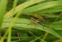 Conocephalus attenuatus