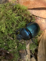 Phelotrupes auratus