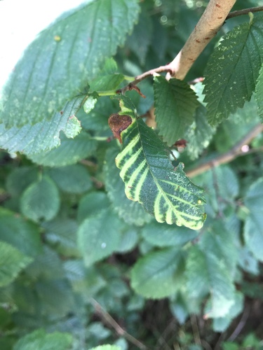 Elm-currant Aphid