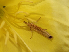 Agriphila tristella