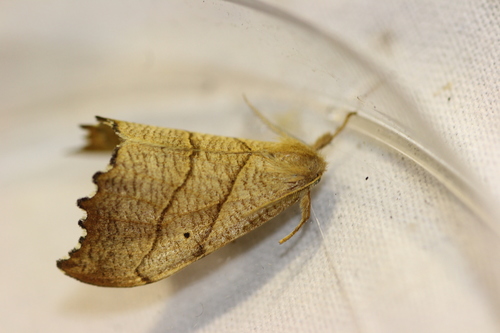 Falcaria lacertinaria