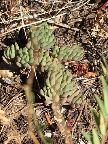 Lanceleaf Stonecrop