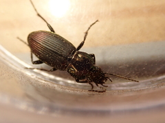 Poecilus lepidus