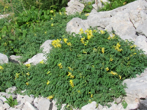 Yellow Corydalis