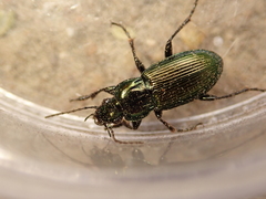 Poecilus lepidus