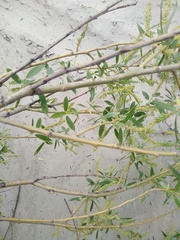 Salix triandra