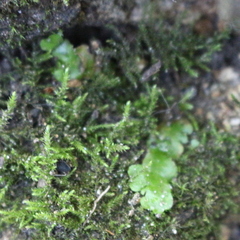 Lunularia cruciata
