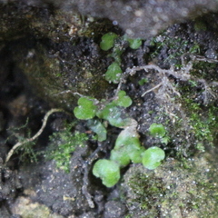 Lunularia cruciata