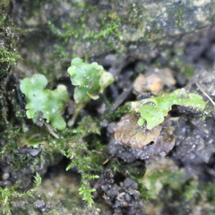 Lunularia cruciata