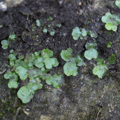 Lunularia cruciata