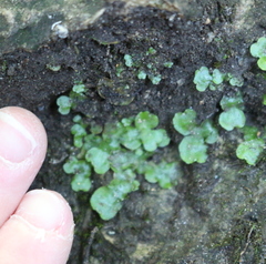 Lunularia cruciata