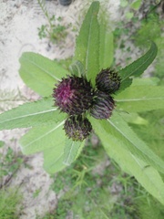 Cirsium helenioides
