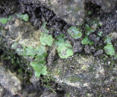 Lunularia cruciata