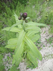 Cirsium helenioides