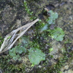 Lunularia cruciata