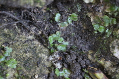 Lunularia cruciata