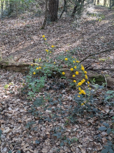 Image of Kerria japonica by no rights reserved