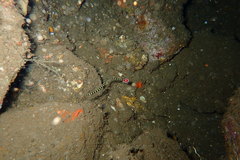 Dunckerocampus dactyliophorus