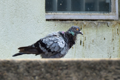 Columba livia domestica