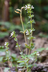 Euphrasia pectinata