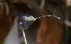 Nannophlebia eludens