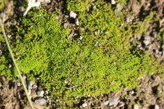 Bryophyta