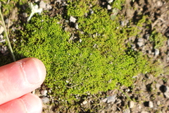 Bryophyta