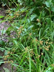 Scirpus hattorianus