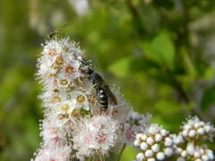 Aphilanthops frigidus