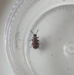 Crioceris bicruciata