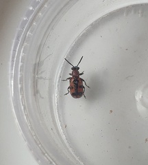 Crioceris bicruciata