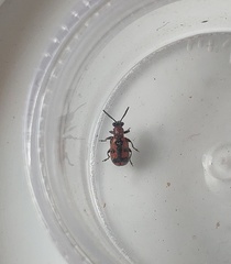 Crioceris bicruciata