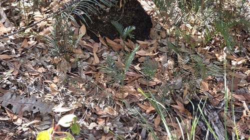 Image of Macrozamia riedlei by (c) Jay-Jay Werny, some rights reserved (CC BY)