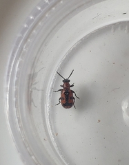 Crioceris bicruciata