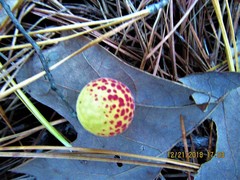 Atrusca quercuscentricola