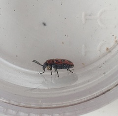 Crioceris bicruciata