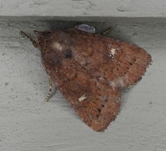 Pseudorthodes vecors