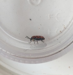 Crioceris bicruciata