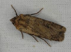 Euxoa ochrogaster
