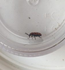 Crioceris bicruciata