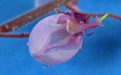 Desmodium axillare