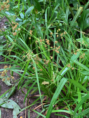 Scirpus hattorianus