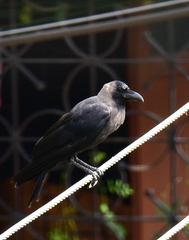 Corvus splendens
