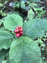 Triosteum himalayanum