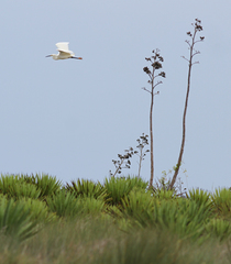 Egretta garzetta dimorpha