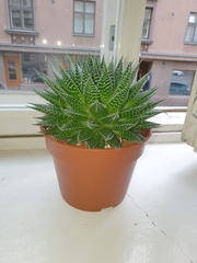 Aristaloe aristata