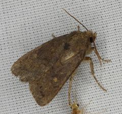 Pseudorthodes vecors