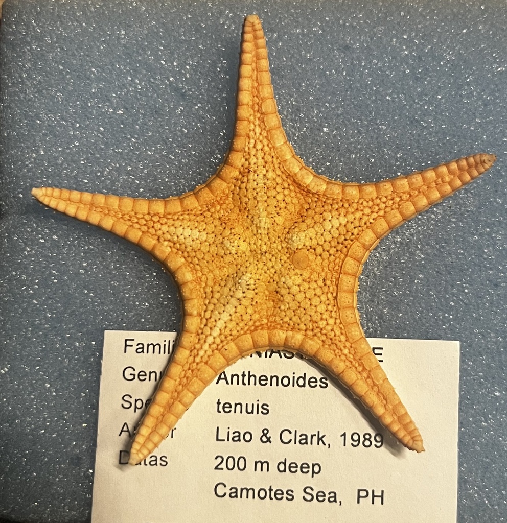 Anthenoides tenuis