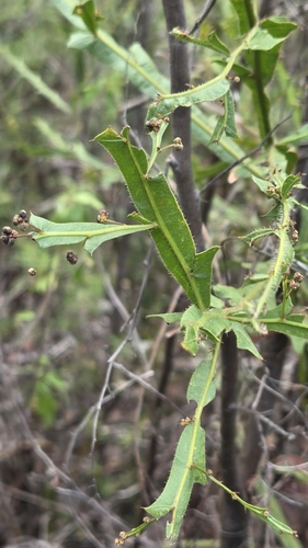 Image of Acacia alata by (c) Jay-Jay Werny, some rights reserved (CC BY)