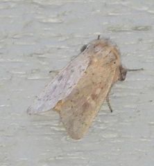 Leucania pseudargyria